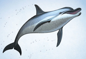 Datei:Delfin.Guide.png